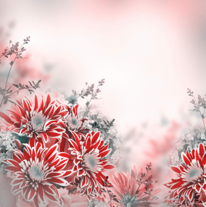 Bright spring chrysanthemum, floral background