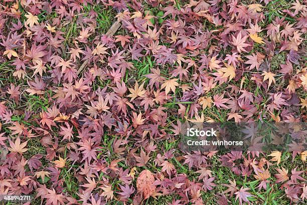 Hojas De Otoño Foto de stock y más banco de imágenes de Aire libre - Aire libre, Amarillo - Color, Arce