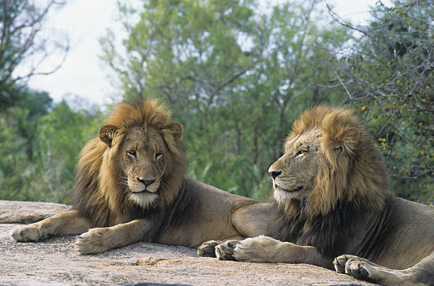 istock Two male Lions lying on rock 488942859
