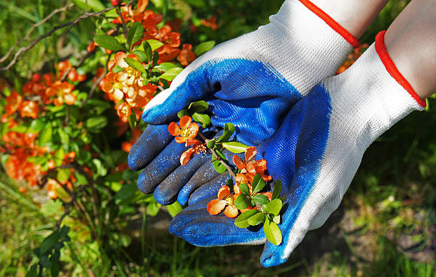 gardener 손, 관목/chaenomeles japonica. - strawberry plant bush cultivated 뉴스 사진 이미지