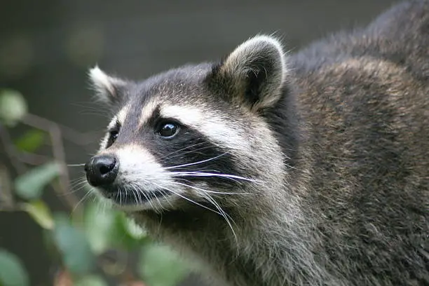 Close-up of a raccoon from the front