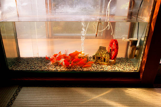 istock Goldfish in water tank from a distance 488943829