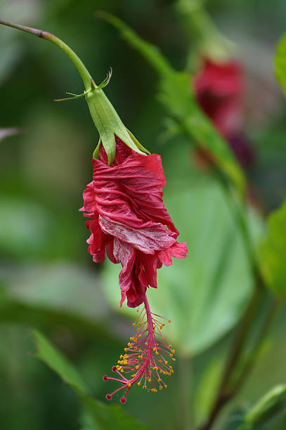 istock New life beginning, Hibiscus flower closed 488944447