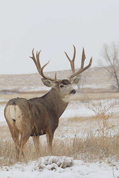 istock Big Mule Deer Buck in Snow 488944573