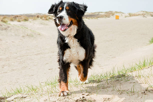 istock Happy playful berner sennen dog outdoors in dune landscape. 488944813