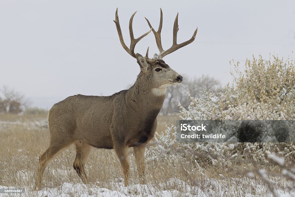 Mule Deer Buck a nice mule deer buck standing broadside in snow covered field Mule Deer Stock Photo