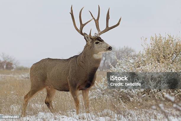 Mule Deer Buck Stock Photo - Download Image Now - Mule Deer, Animal, Animal Wildlife