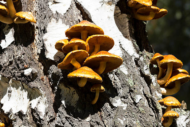 Mushrooms on birch Mushrooms on birch marasmius siccus stock pictures, royalty-free photos & images