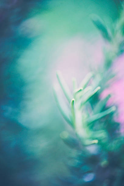 istock Fresh organic homegrown rosemary plant blurred in wind 488948790