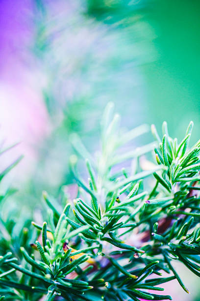 istock Fresh organic homegrown rosemary plant 488949136