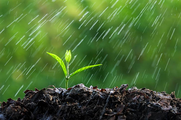 istock Green sprouts in the rain 488949564