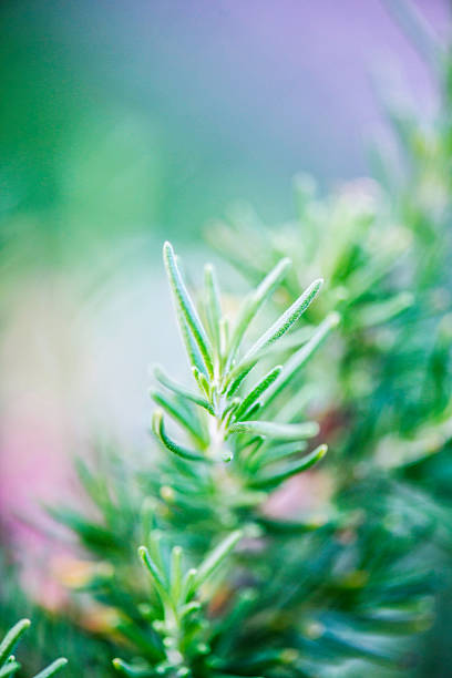 istock Fresh organic homegrown rosemary plant 488950170