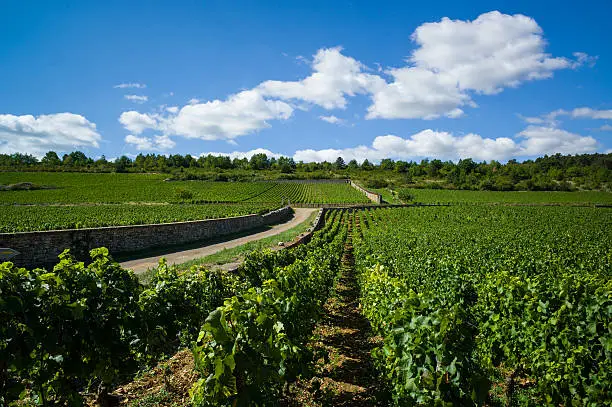 Vineyard in Burgundy France outside of Beaune.