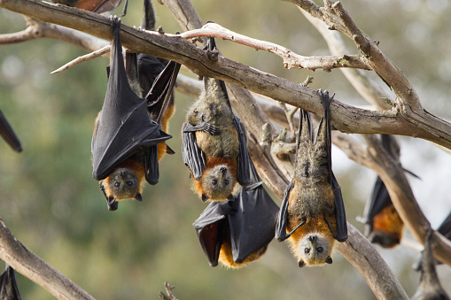 This is a group of grey headed flying foxes. They are hanging from the trees in the area they roost during the day. Image taken in Melbourne, Australia.
