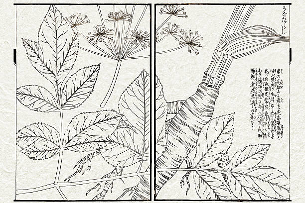 ilustrações, clipart, desenhos animados e ícones de plantas medicinais, japonês ilustração botânico do século 19 - white background studio shot macro close up