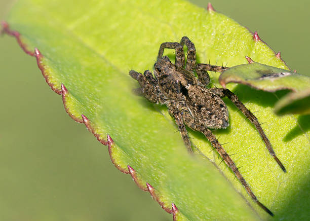 Spider-lynx on a green leaf. Spider-lynx! The agility and speed of this spider, when he clings to his victim, often compared with the methods of hunting lynx. arachnology stock pictures, royalty-free photos & images