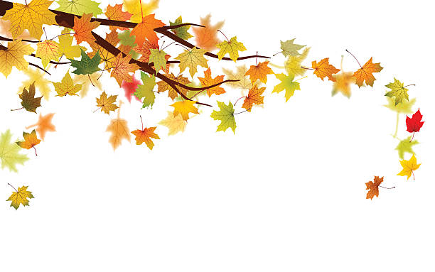 ilustraciones, imágenes clip art, dibujos animados e iconos de stock de de otoño branch - autumn branch leaf backgrounds
