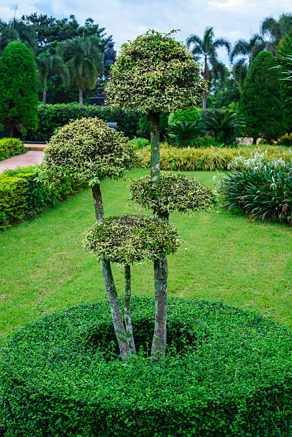 istock green trees in the garden 488953880