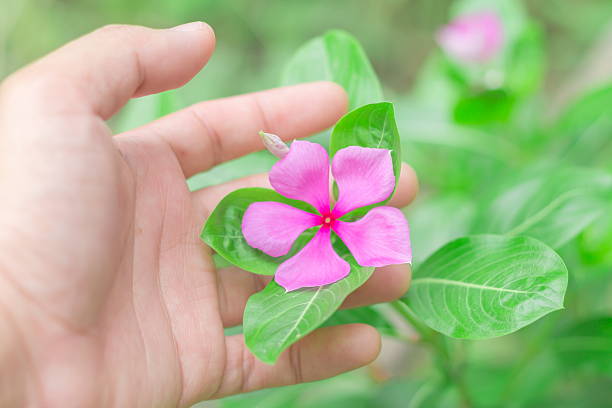 istock human hand picking Madagascar periwinkle flower 488954116