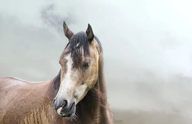 Photo of Portrait of horse over  mist and rain