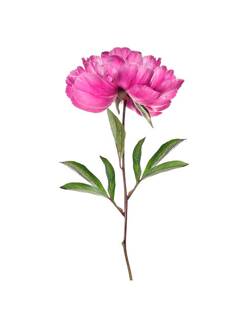 istock filled pink peony flower , isolated on white background 488954498