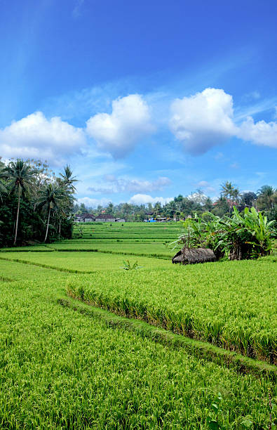 istock Bali rice field in ubud 488955024