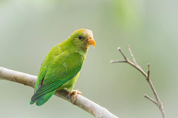 istock Ceylon Hanging-Parrot in Ella, Sri Lanka 488956022