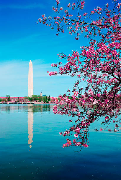 istock cherry blossom festival in Washington DC 488957710