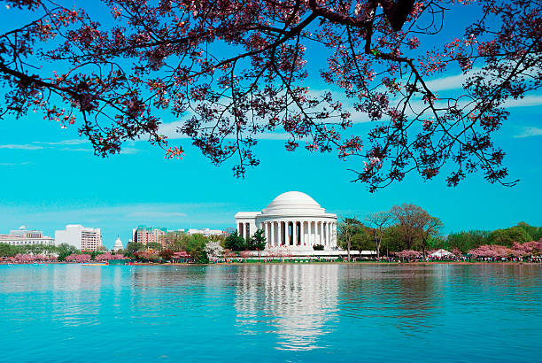istock Cherry Blossom season, Washington DC 488957854