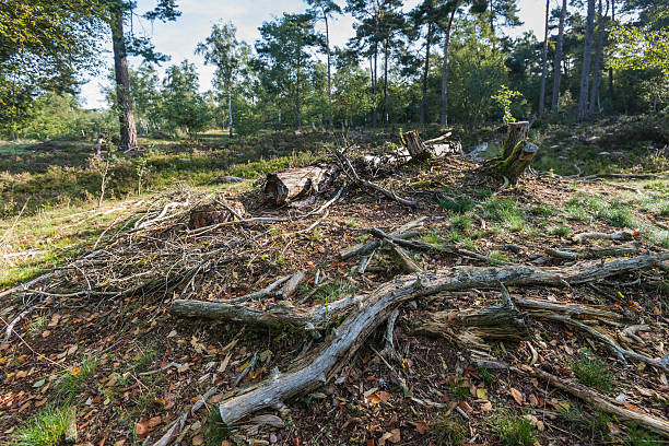 istock Weathered and rotten branches in a nature reserve 488959100