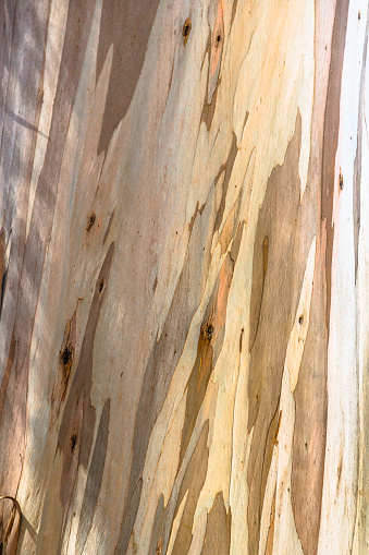 Young Eucalyptus Tree Bark: