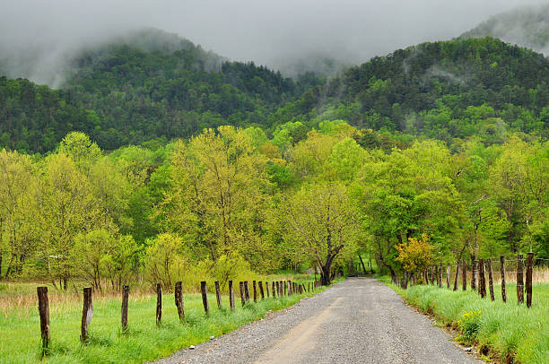 nowe zielone liście i mgła surround górskiej drogi. - cades zdjęcia i obrazy z banku zdjęć