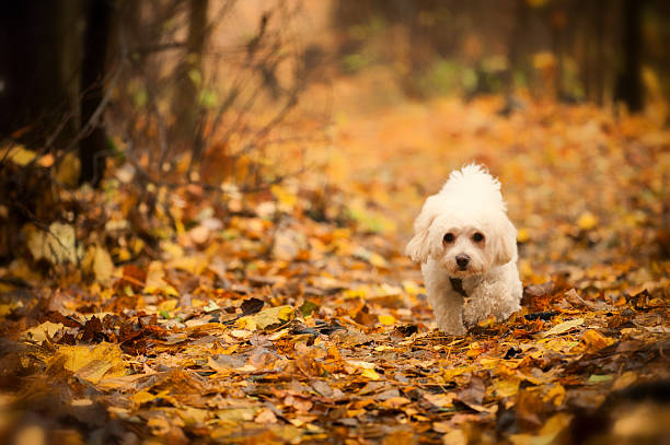 istock Bichon Havanese on autumn leaves 488959675