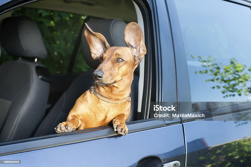 Dog looking out from the car window Dog travel by car looking out of the window Dog Stock Photo