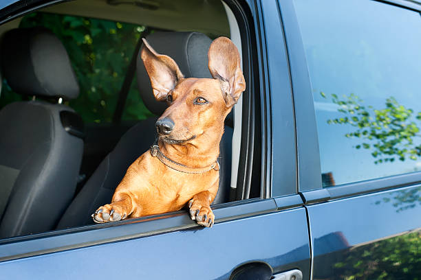 Dog looking out from the car window stock photo