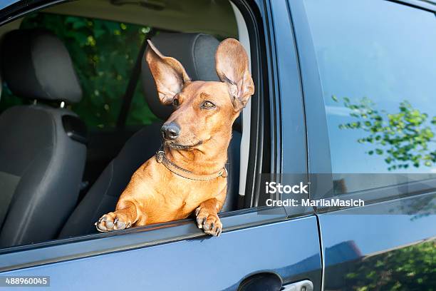 Dog Looking Out From The Car Window Stock Photo - Download Image Now - Dog, Car, Wind