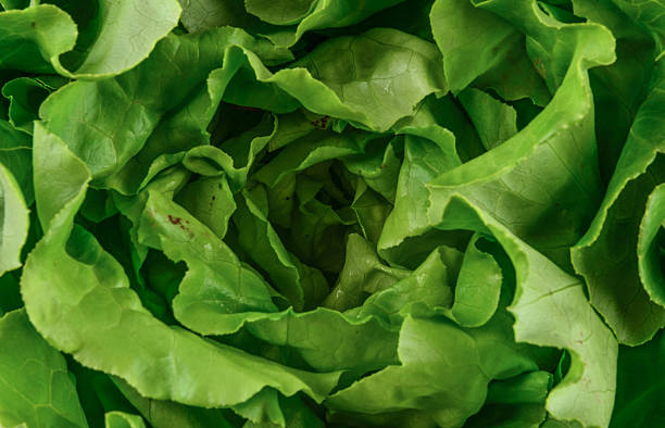 istock Raw and fresh salad lettuce background 488960388