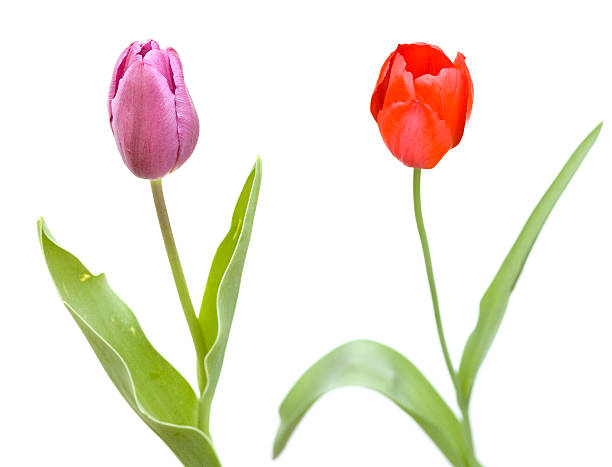 Two tulips side by side stock photo