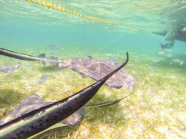 istock Photo taken in Belize 488960863
