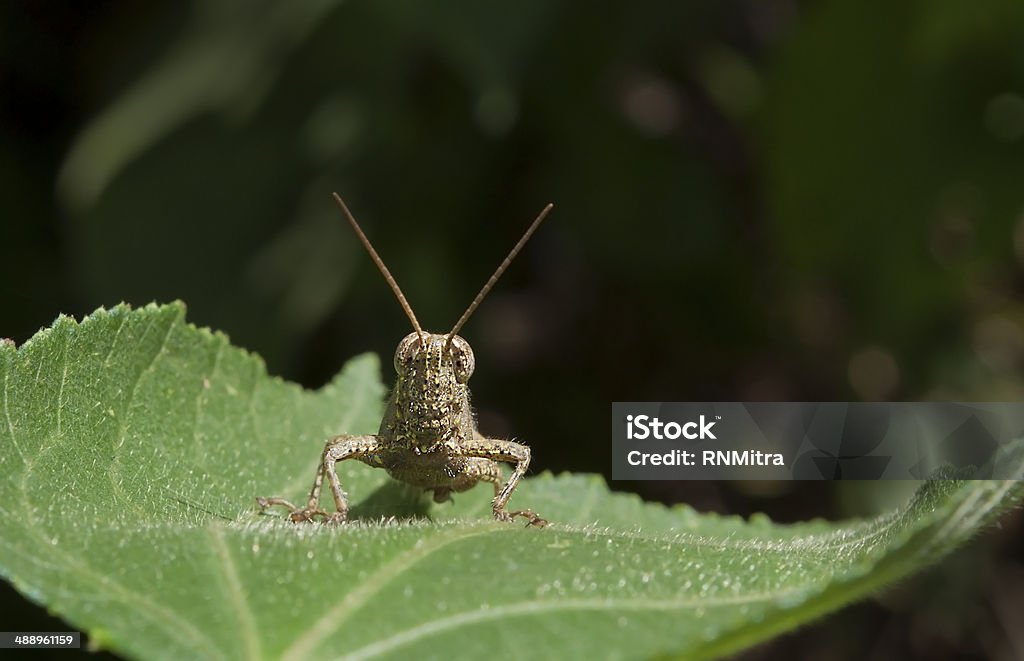 Casa Cricket avanzano furtivamente su una foglia verde - Foto stock royalty-free di Grillo - Insetto