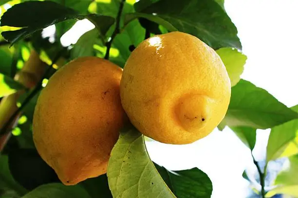 Lemontree in Italy