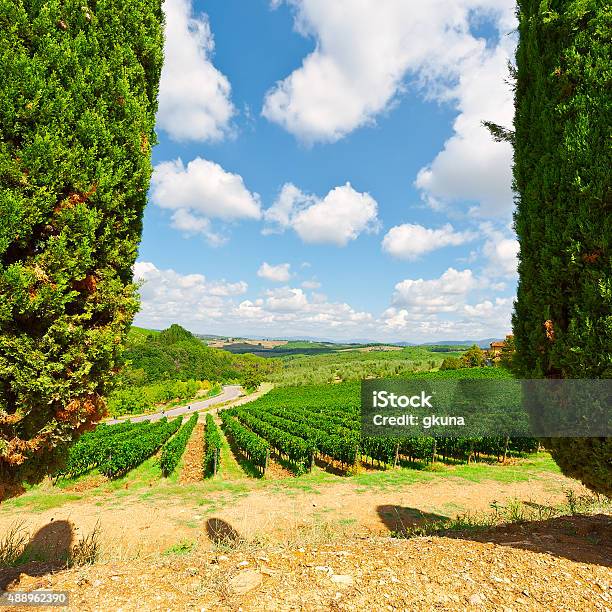 Cypresses Stock Photo - Download Image Now - 2015, Agricultural Field, Agriculture