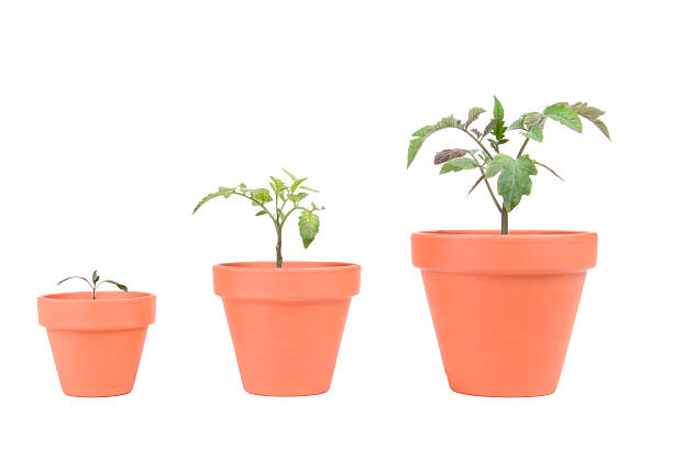 istock Terracotta Planters with Tomato Plants 488962979