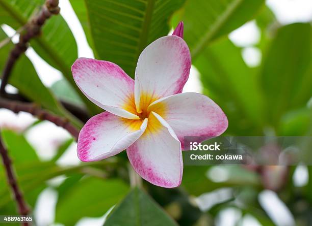 Photo libre de droit de Magnifique Plumeria Fleurs Dans Le Jardin banque d'images et plus d'images libres de droit de Arbre - Arbre, Arbre en fleurs, Beauté