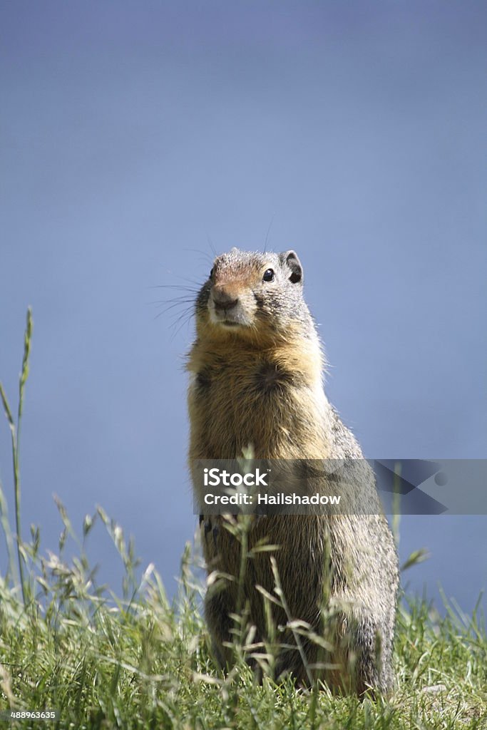 Groundhog Groundhog observing the area Woodchuck Stock Photo