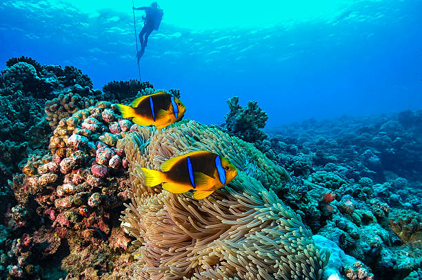 coral reef in französisch-polynesien - gesellschaftsinseln stock-fotos und bilder