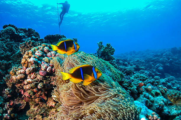 istock Coral Reef in French Polynesia 488964009