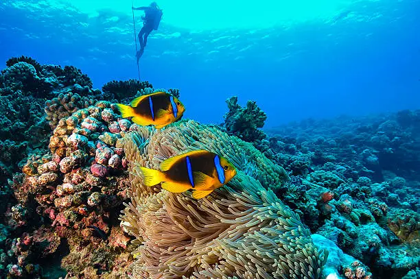 A diver stands in it safe stop before surfacing in the meantime a couple of clown fishes hover in the reef.