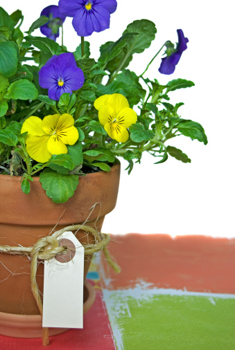Yellow and blue pansy plant in clay pot with string and tag.