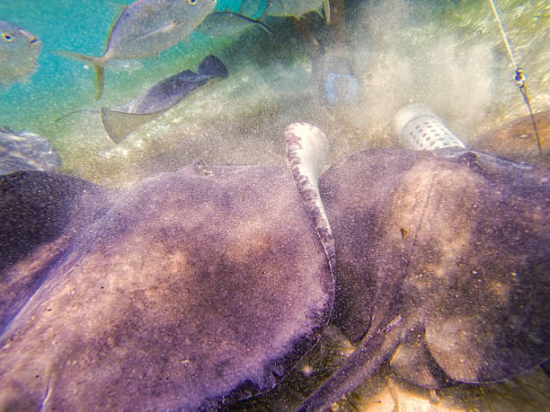 istock Photo taken in Belize 488964267